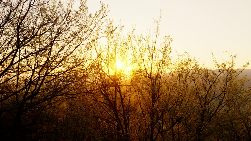 Sunset lighting behind bare trees, capturing the calm beauty of nature at dusk