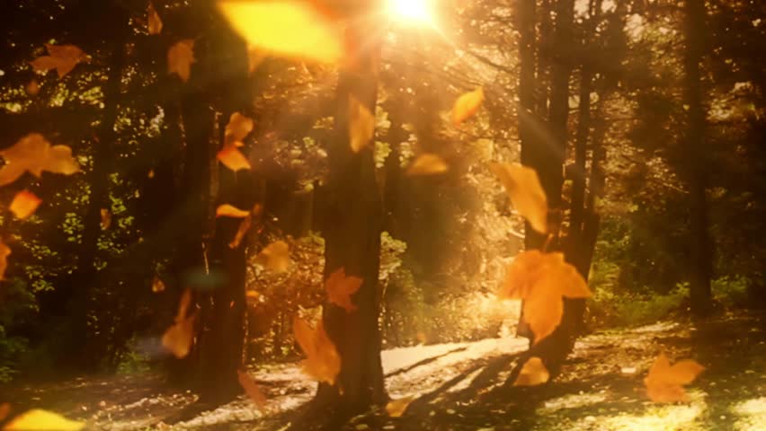 Red Maple Leaves - Windy Flying Loop - Flying animation of red maple leaves Beautiful golden forest and leaves falling down loopable autumn animation