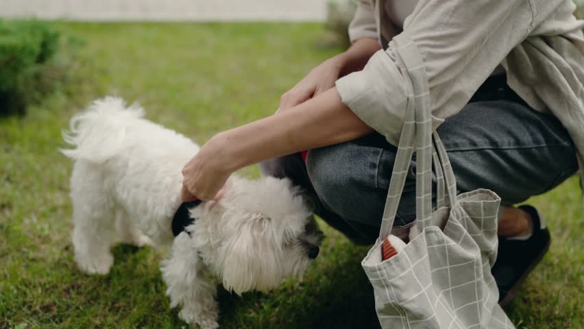 A woman puts a harness on her small, white, fluffy Maltese dog in the grass. She is crouching, and a shopping bag sits on the grass beside her. They appear to be preparing for a walk.