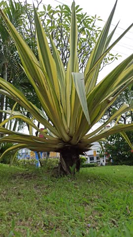 Agave americana plant in the garden