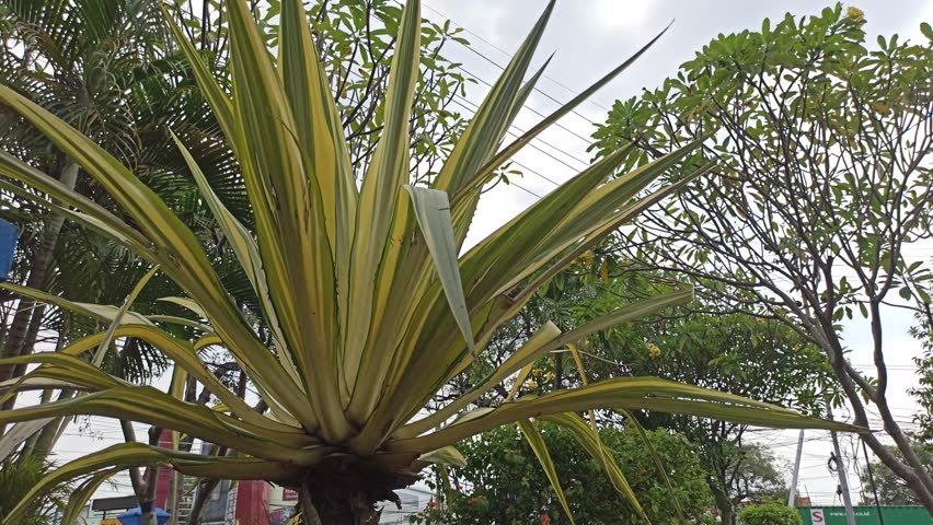 Agave americana plant in the garden