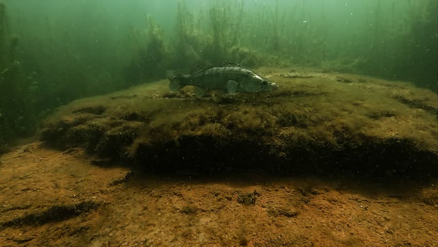 A male pike perch, zander (Sander lucioperca) guards a large spawning area, carefully prepared before the female lays her eggs. Footage captured in slow motion for dramatic effect. 