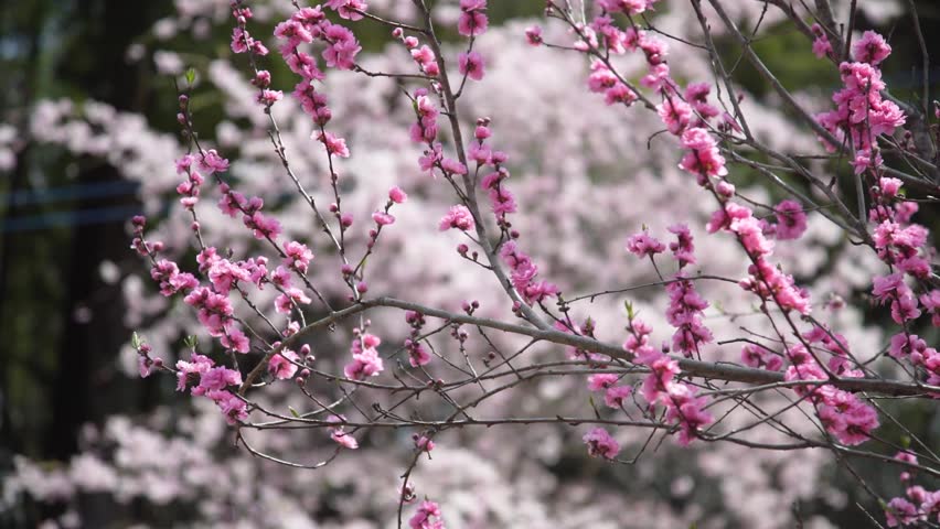 Plum blossoms swaying in the wind