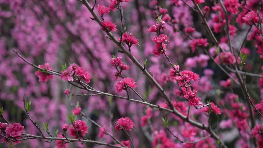 Plum blossoms swaying in the wind