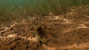 A mud-covered American crayfish (Faxonius limosus) backs away from the camera before suddenly darting off, displaying its characteristic defensive behavior. - Powered by Shutterstock - Get 15% off with code: PIKWIZARD15