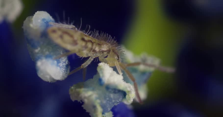 Close-Up Real-Time Footage of Thrips and Springtails (Collembola) Crawling on Hydrangea Flower Petals – Microscopic Arthropods and Hexapods Interacting with Plant Surface in Natural Daylight