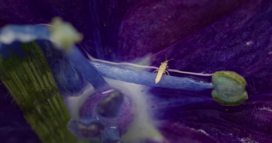 Close-Up Real-Time Footage of Thrips and Springtails (Collembola) Crawling on Hydrangea Flower Petals – Microscopic Arthropods and Hexapods Interacting with Plant Surface in Natural Daylight