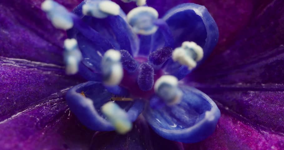 Close-Up Real-Time Footage of Thrips and Springtails (Collembola) Crawling on Hydrangea Flower Petals – Microscopic Arthropods and Hexapods Interacting with Plant Surface in Natural Daylight