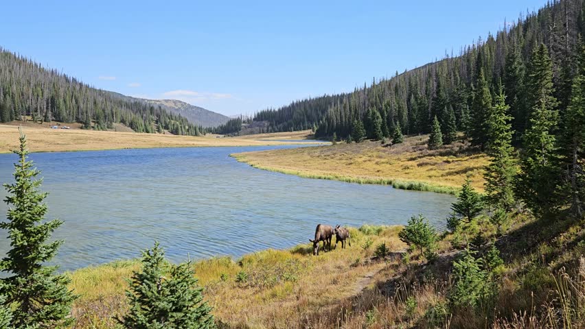 A Moose and her calf is walking around the lake. Rocky Mountain National Park, Colorado, United States