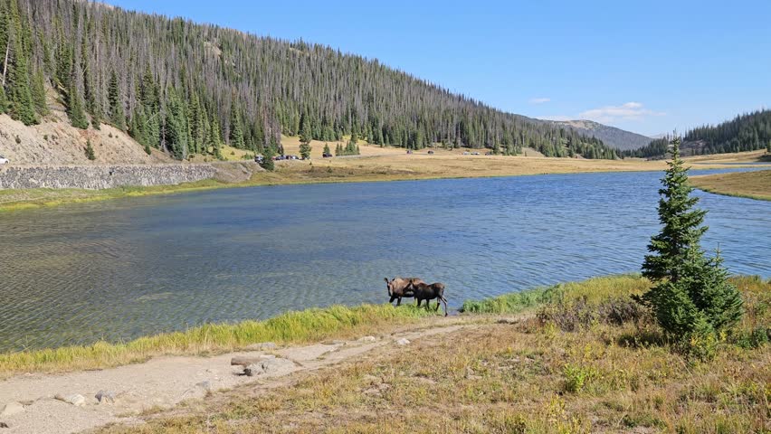 A Moose and her calf is walking around the lake. Rocky Mountain National Park, Colorado, United States