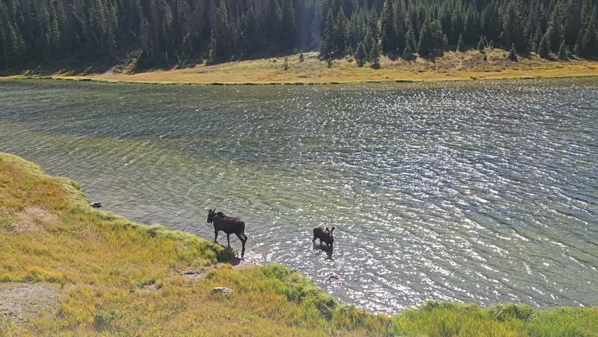 A Moose and her calf is walking around the lake. Rocky Mountain National Park, Colorado, United States