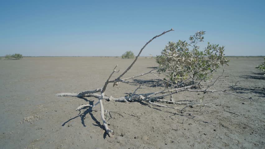 dry mangrove branch on arid plain in Balochistan coastal ecosystem