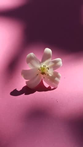 Murdaya paniculata with pink background