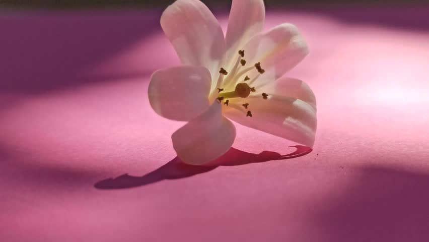 Murdaya paniculata with pink background