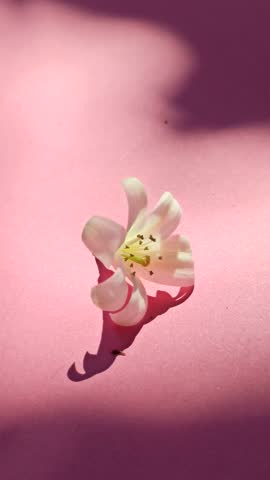 Murdaya paniculata with pink background