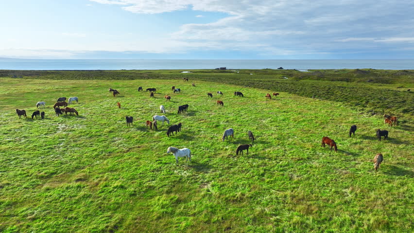 Herd of Horses Grazes in the Endless Fields of Iceland. Pure Northern Nature. Natural Animal Husbandry, Livestock. Icelandic Horse in the Wild
