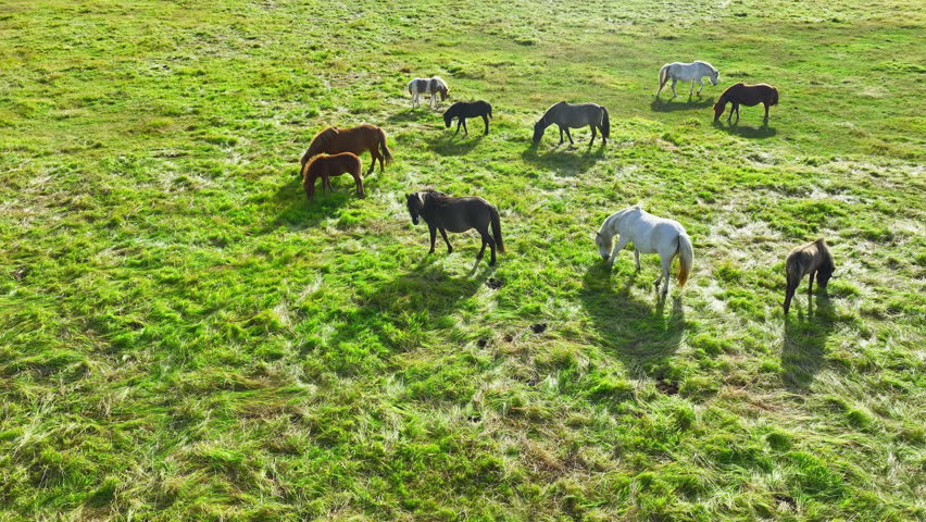Herd of Horses Grazes in the Endless Fields of Iceland. Pure Northern Nature. Natural Animal Husbandry, Livestock. Icelandic Horse in the Wild