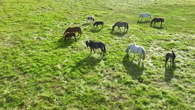 Herd of Horses Grazes in the Endless Fields of Iceland. Pure Northern Nature. Natural Animal Husbandry, Livestock. Icelandic Horse in the Wild - Powered by Shutterstock - Get 15% off with code: PIKWIZARD15