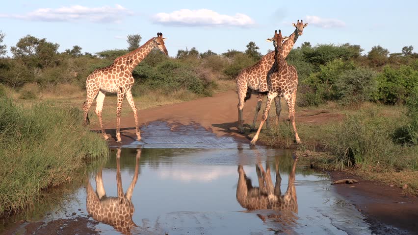 A calm setting of giraffe at a small waterhole early afternoon.