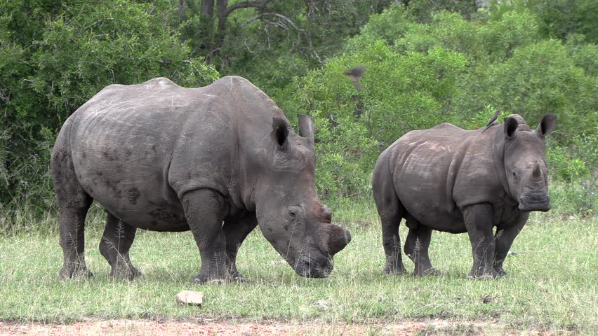 Dehorned female white rhino with her calf in the Kruger National Park.