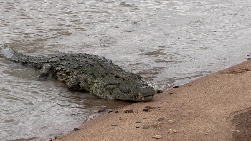 A large nile crocodile comes out of the river to beach itself on a sandy bank beside other large crocodiles. Kruger National Park.