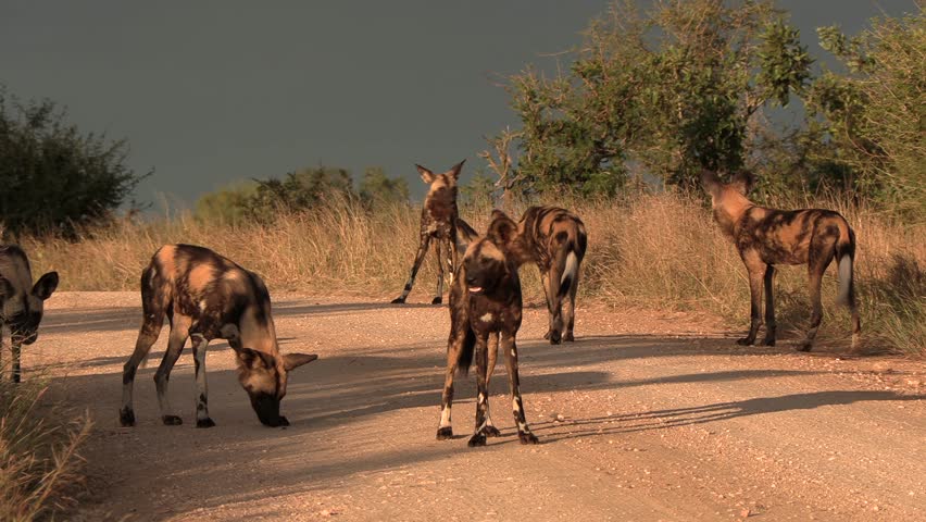 A pack of African wild dogs stand together on a dirt road during golden hour in the afternoon. Kruger Park.