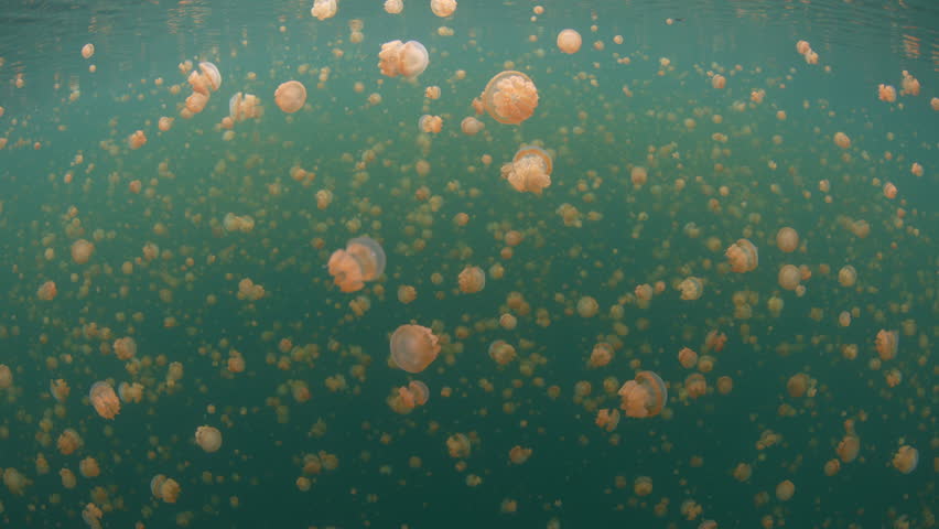 Golden jellyfish, Mastigias sp., fill a marine lake in Misool, Raja Ampat. These jellyfish, which barely sting, have recently evolved to the particular chemistry and light radiance in the lake.
