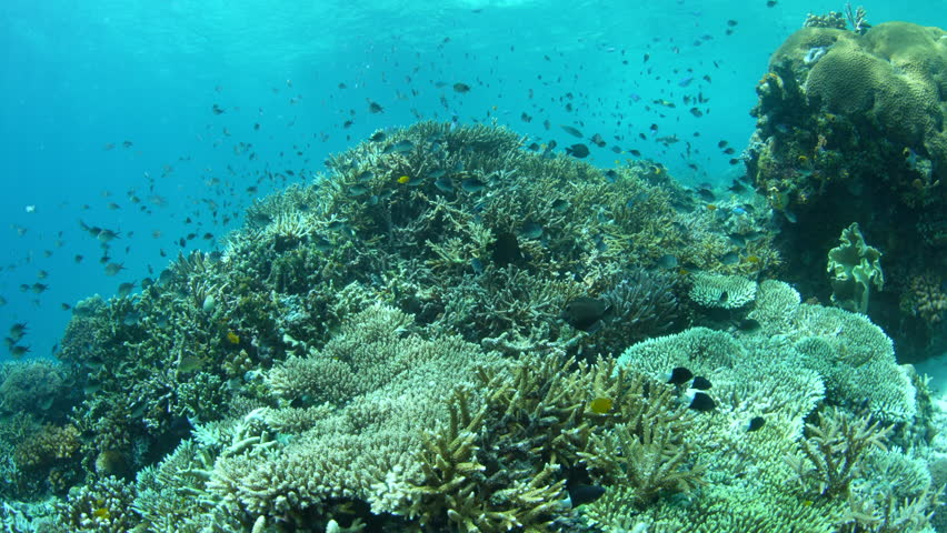 Small fish hover above a shallow coral reef in Misool, Raja Ampat. This remote, tropical region is known as the heart of the Coral Triangle due to its extraordinary marine biodiversity.