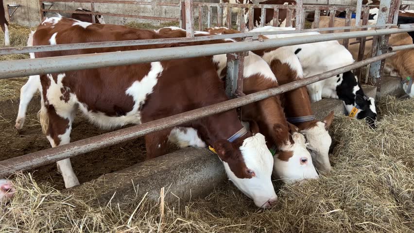 Cows chewing feed on a farm. Agricultural, farming, agrotourism concept