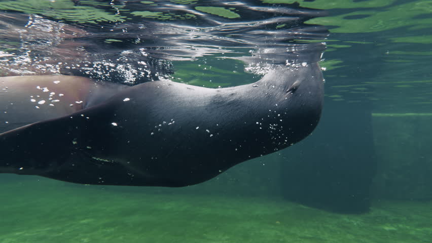 Seal Rotating And Swimming In The Water 