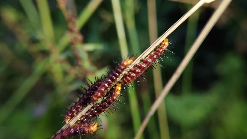 Several Gulf Fritillary (Agraulis vanillae) caterpillars congregate on a stem. These caterpillars are known for their bright orange color and black spines.