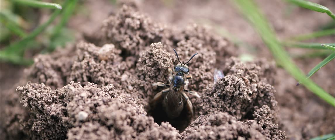 Sweat Bee Emerging from Ground Nest 01