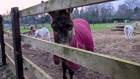 Donkeys on a farm in England UK evening sunset rural livestock  - Powered by Shutterstock - Get 15% off with code: PIKWIZARD15