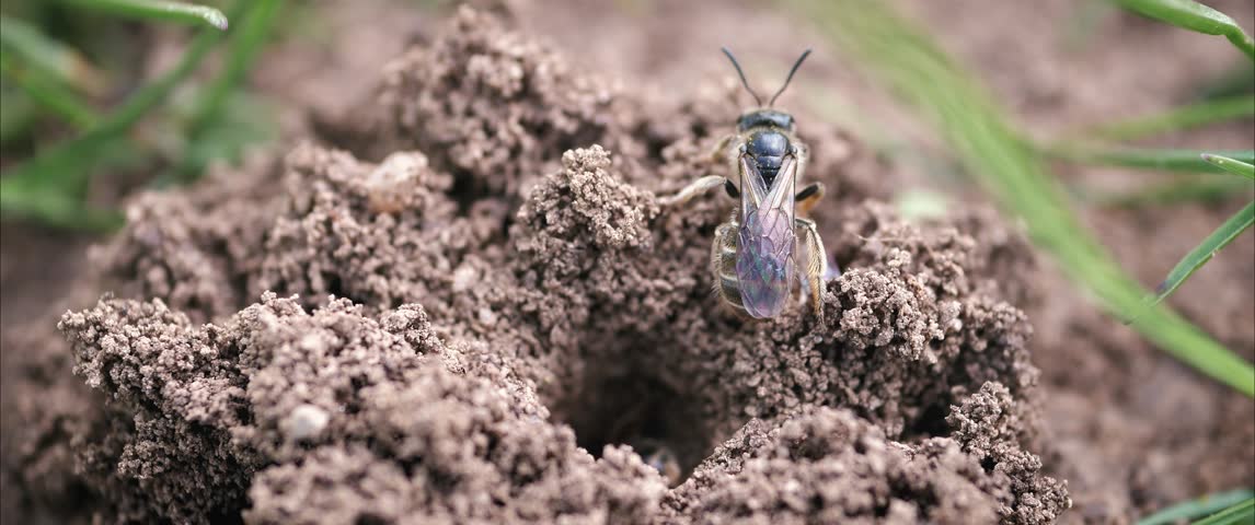 Sweat Bee Emerging from Ground Nest 2