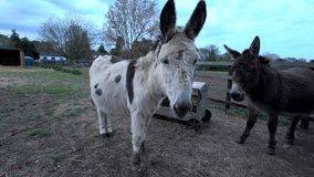 Donkeys on a farm in England UK evening sunset rural livestock  - Powered by Shutterstock - Get 15% off with code: PIKWIZARD15