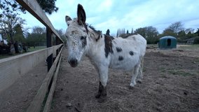 Donkeys on a farm in England UK evening sunset rural livestock  - Powered by Shutterstock - Get 15% off with code: PIKWIZARD15