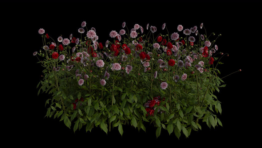 Dahlia Field blowing in the wind Loop Animation. Wind blows the Flowering Plant Dahlia Pinnata Field. Animated Grass swaying in the wind with Transparent Background. Alpha Channel. Loop Animation