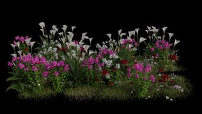 Mix Flower Field blowing in the wind Loop Animation. Wind blows the Flowering Plant Field. Animated Grass swaying in the wind with Transparent Background. Alpha Channel. Loop Animation - Powered by Shutterstock - Get 15% off with code: PIKWIZARD15