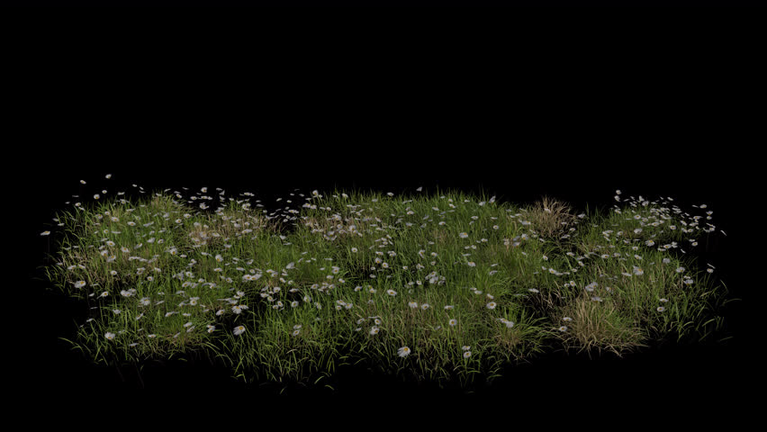 Daisy Field blowing in the wind Loop Animation. Wind blows the Flowering Plant Bellis Perennis Field. Animated Grass swaying in the wind with Transparent Background. Alpha Channel. Loop Animation