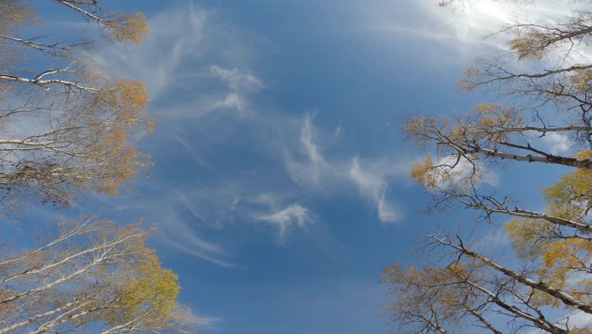 Looking straight up at blue sky with wispy clouds while driving quickly through a fall colored forest