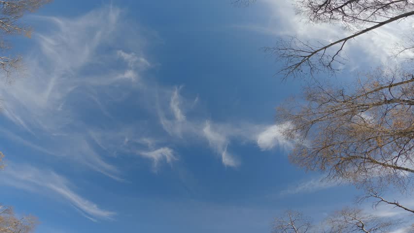 Looking straight up at blue sky with wispy clouds while driving through a fall colored forest