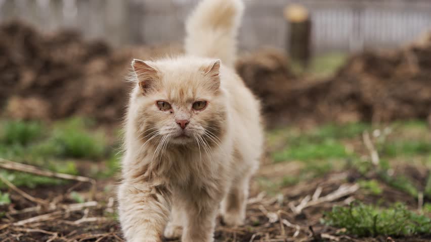 Light brown domestic cat walking forward, meowing and approaching camera, revealing close-up facial details with flies hovering near bright eyes in natural outdoor setting