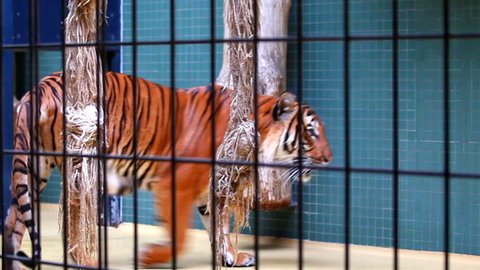 Tiger in cage