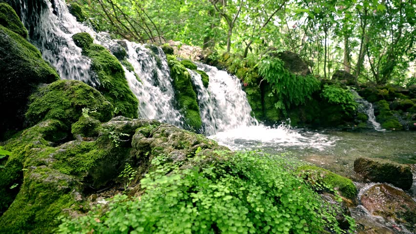 "Natural Forest Scene with Flowing Creek and Moss-Covered Boulders"
