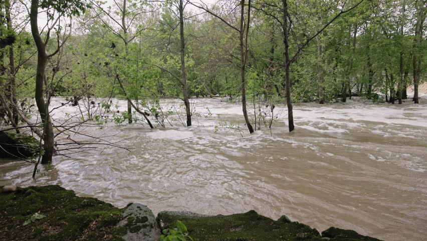 Flooding water current in river stream after heavy rainstorm and rain fall puts trees, forest, woods, and vegetation under stormwater and waves crash against buried tree branches during natural flood