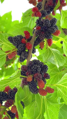 Many black mulberry bunches on tree branches. Black morus berries in garden, vertical video