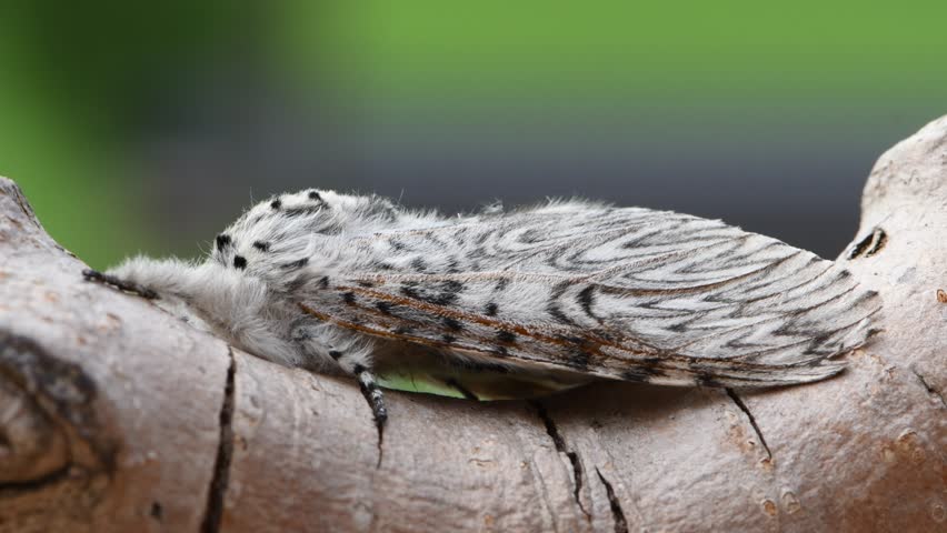 Cerura vinula aka the puss moth in the wind. Rare night moth. Hairy butterfly from Czech republic.