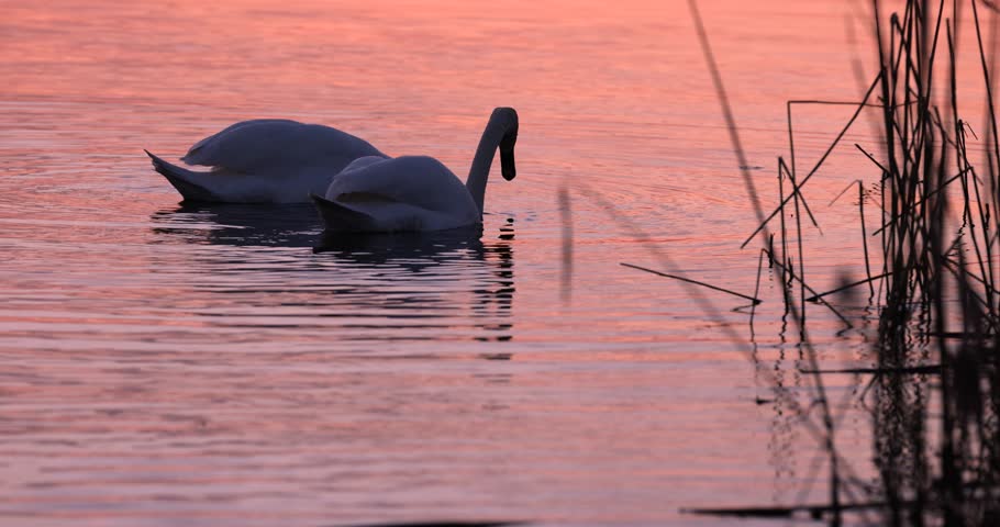 swan on the lake during sunset, beautiful sunset on the lake and silhouette of one swan in spring