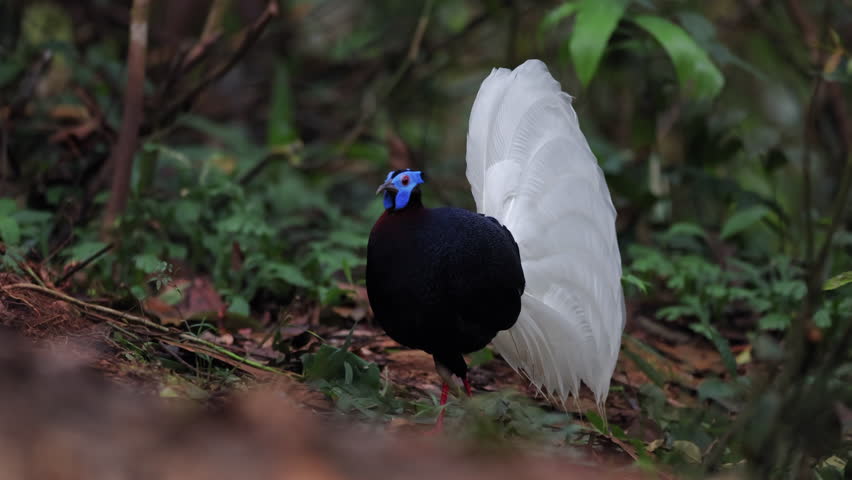 A Bulwer's Pheasant, a rare endemic species, displays its striking plumage. Deep blue-black body contrasted with a magnificent white tail.