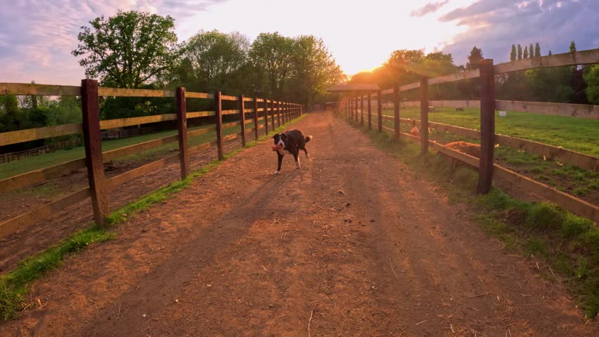 Evening sunset in Spring over rural farm yard livestock England UK